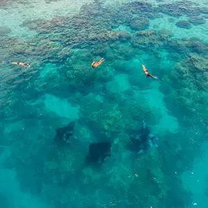 Eagle ray seen during a snorkeling excursion in the Bora Bora lagoon