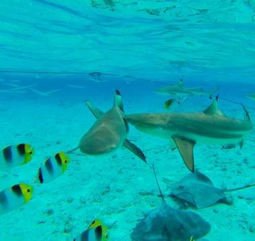 Reef sharks and rays observed during a Bora Bora lagoon excursion