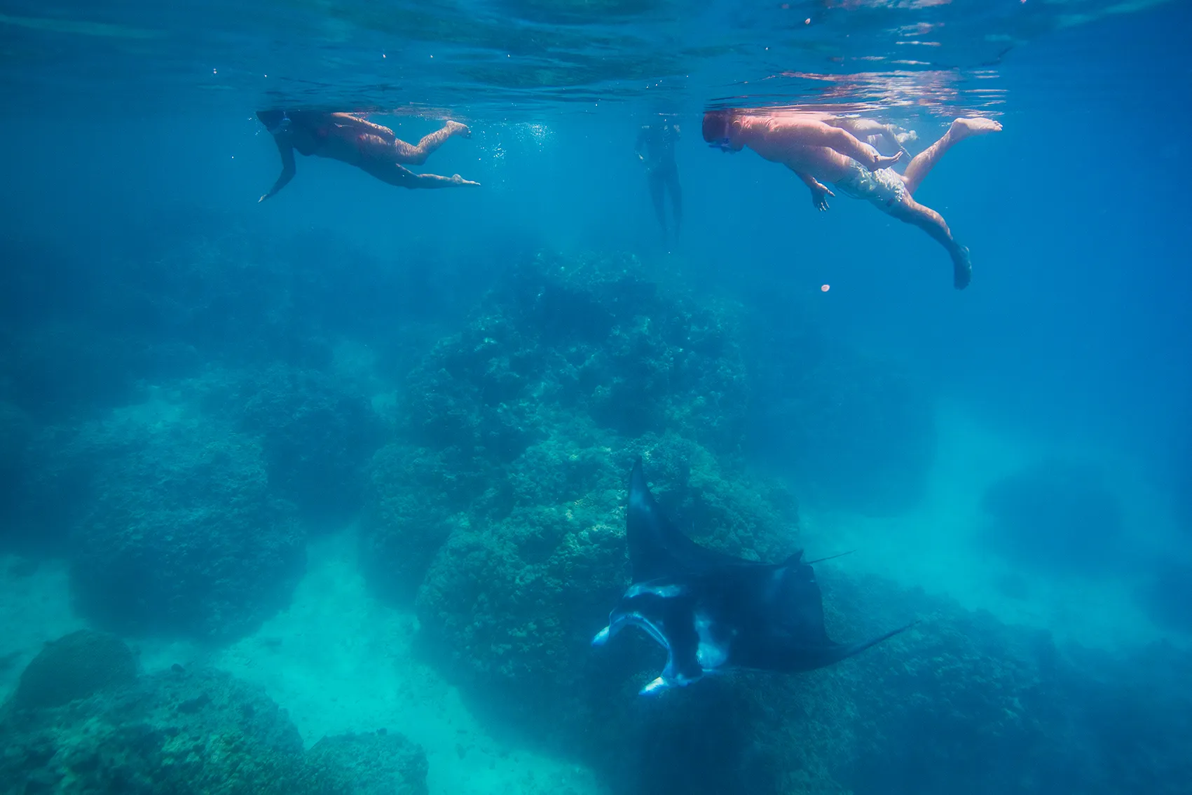 Snorkeling avec des raies et requins à pointes noires dans le lagon de Bora Bora