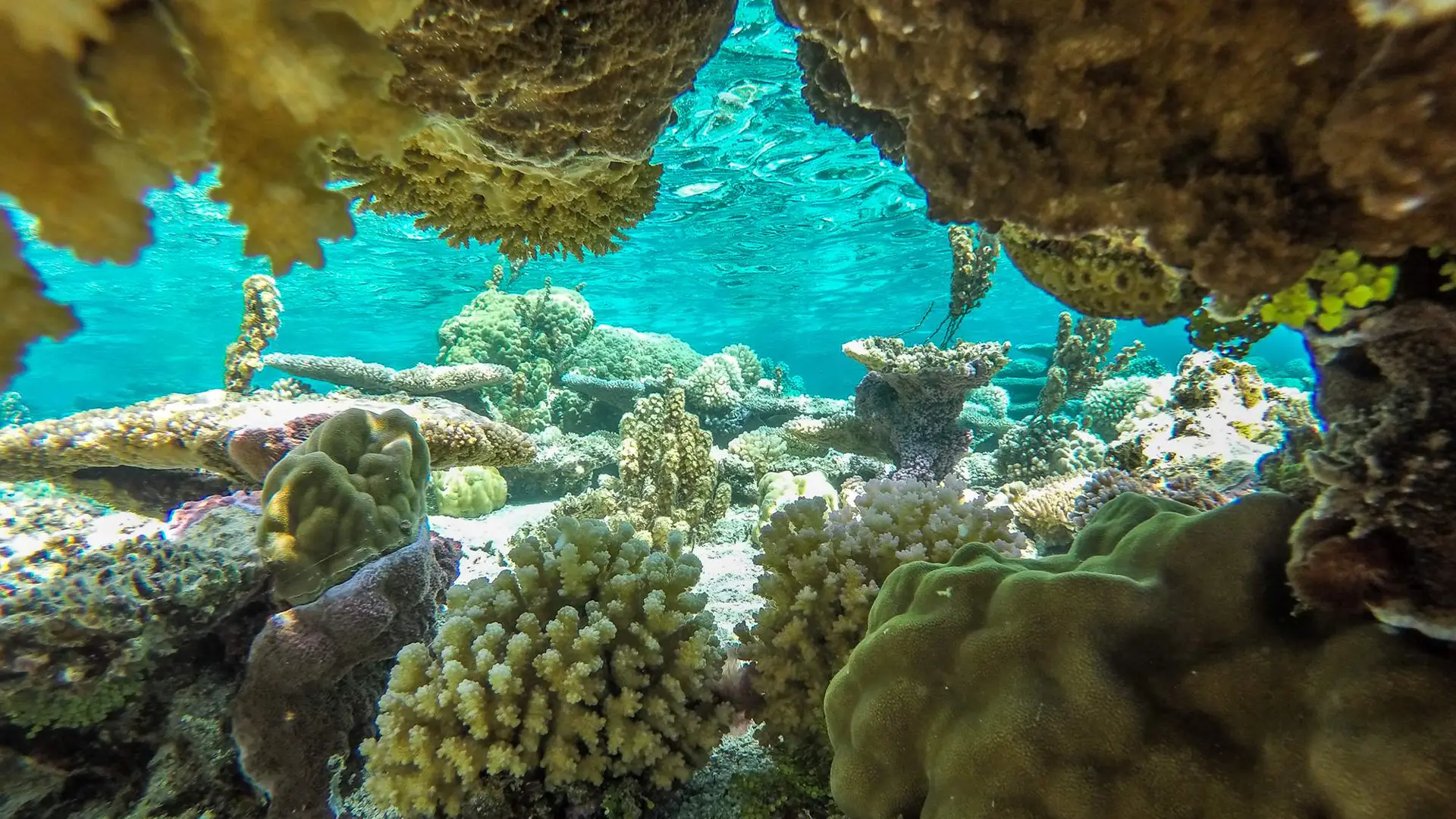 Bora Bora ATV and Reef Discovery snorkeling combo with Mount Popoti and lagoon wildlife