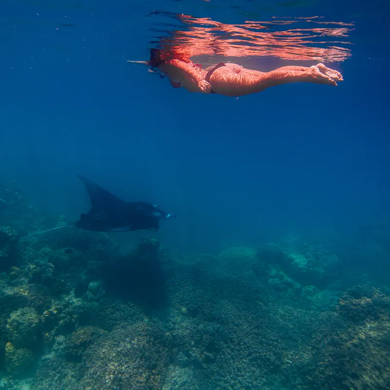Snorkeling during the Bora Bora Safari and lagoon combo tour