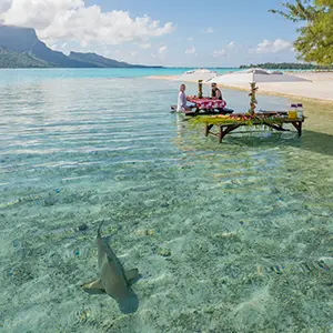 Shark observed during a guided snorkeling excursion in the Bora Bora lagoon