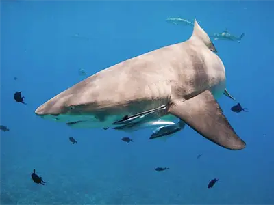 Bora Bora ATV and snorkeling combo with rays and sharks